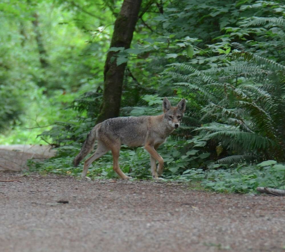 Coyote in Green Timbers