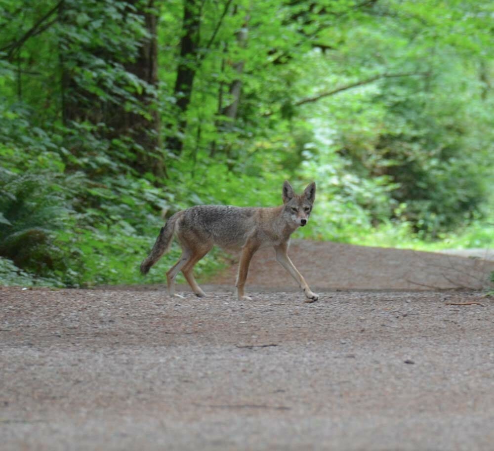 Coyote in Green Timbers